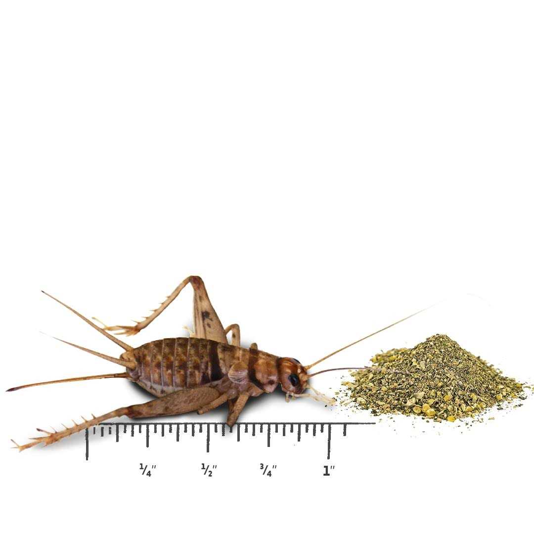 Live Banded Crickets Reptile Food T8910