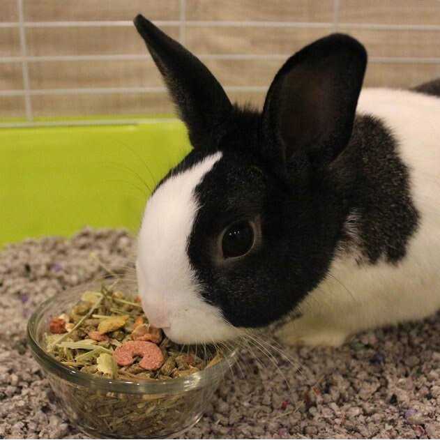 Adult Rabbit Food T875