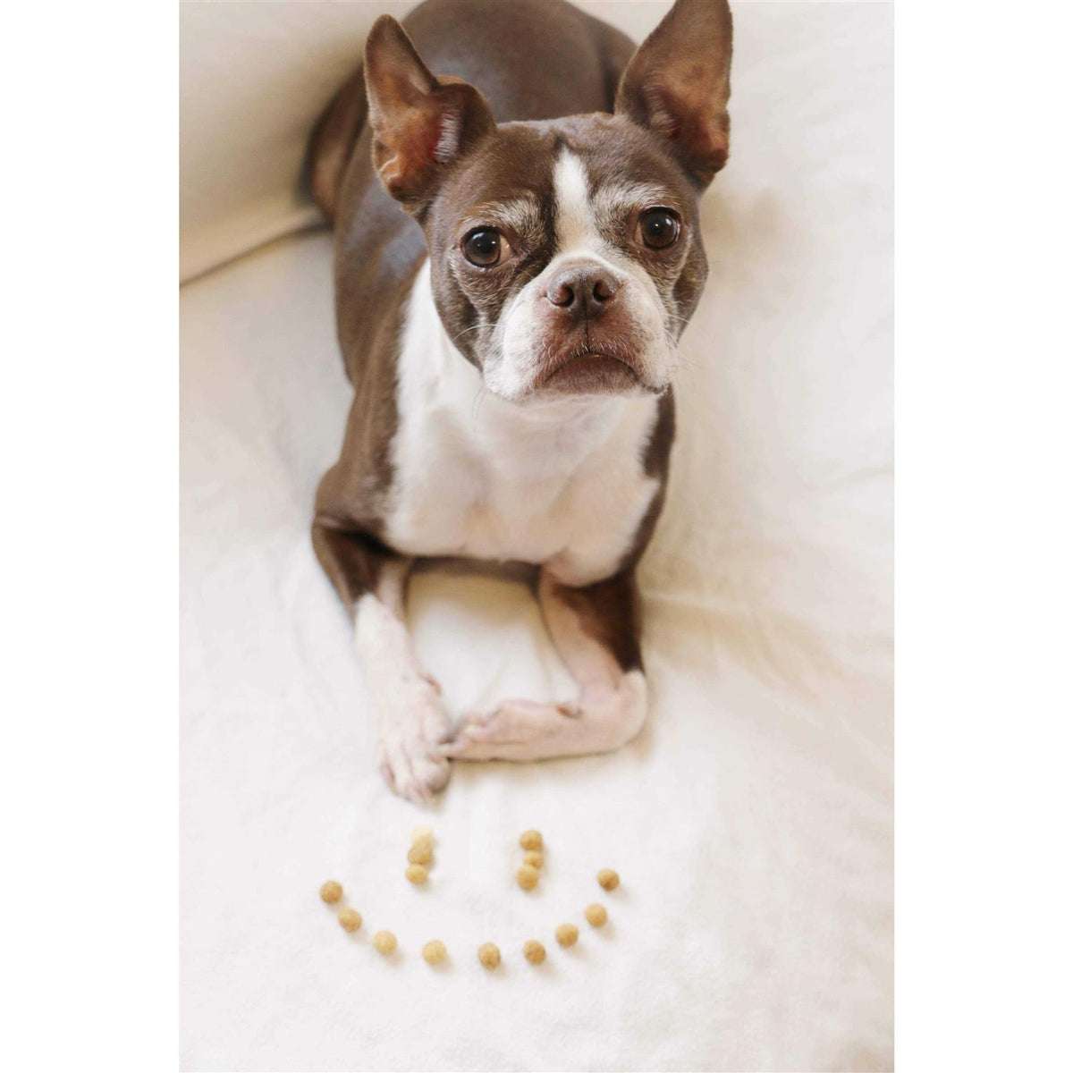 Protein Puffs Dog Treats H58487