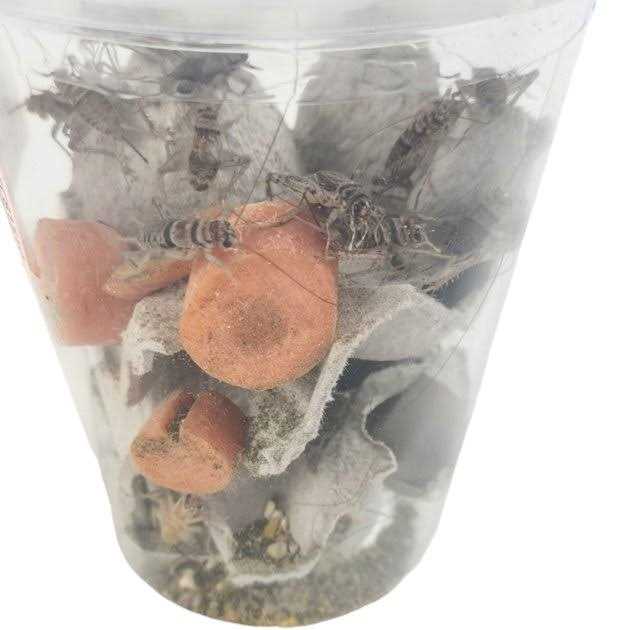Live Banded Crickets Reptile Food T8910