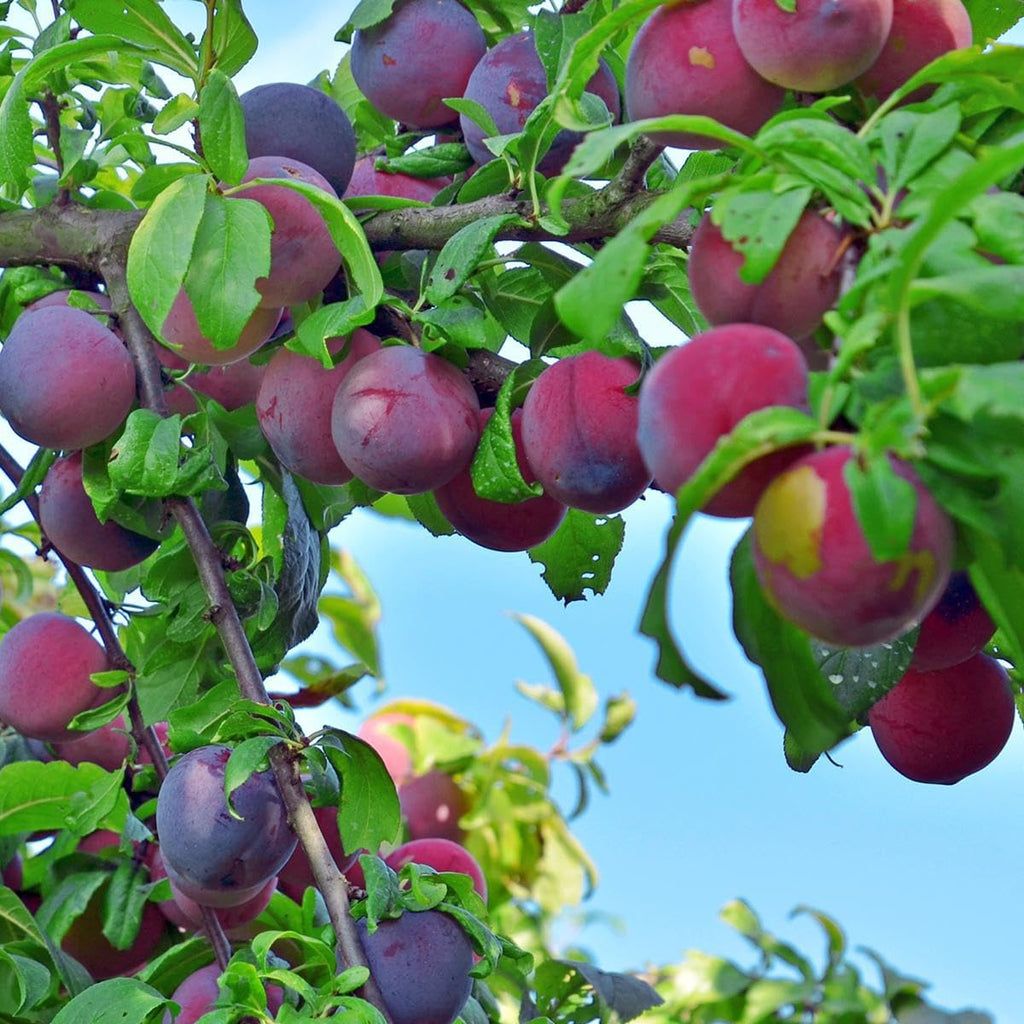 Wild Plum Tree Fruit Seeds for Planting T373