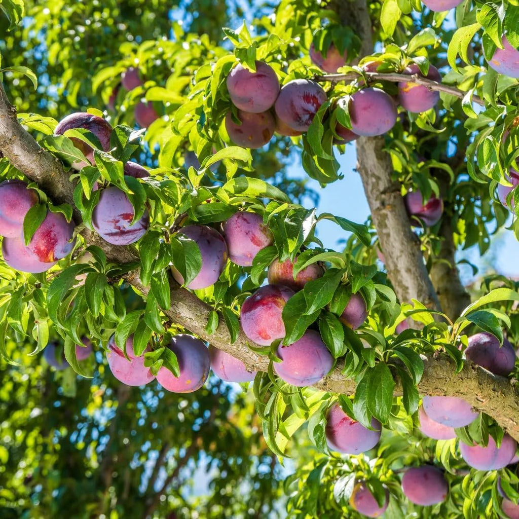 Wild Plum Tree Fruit Seeds for Planting T373