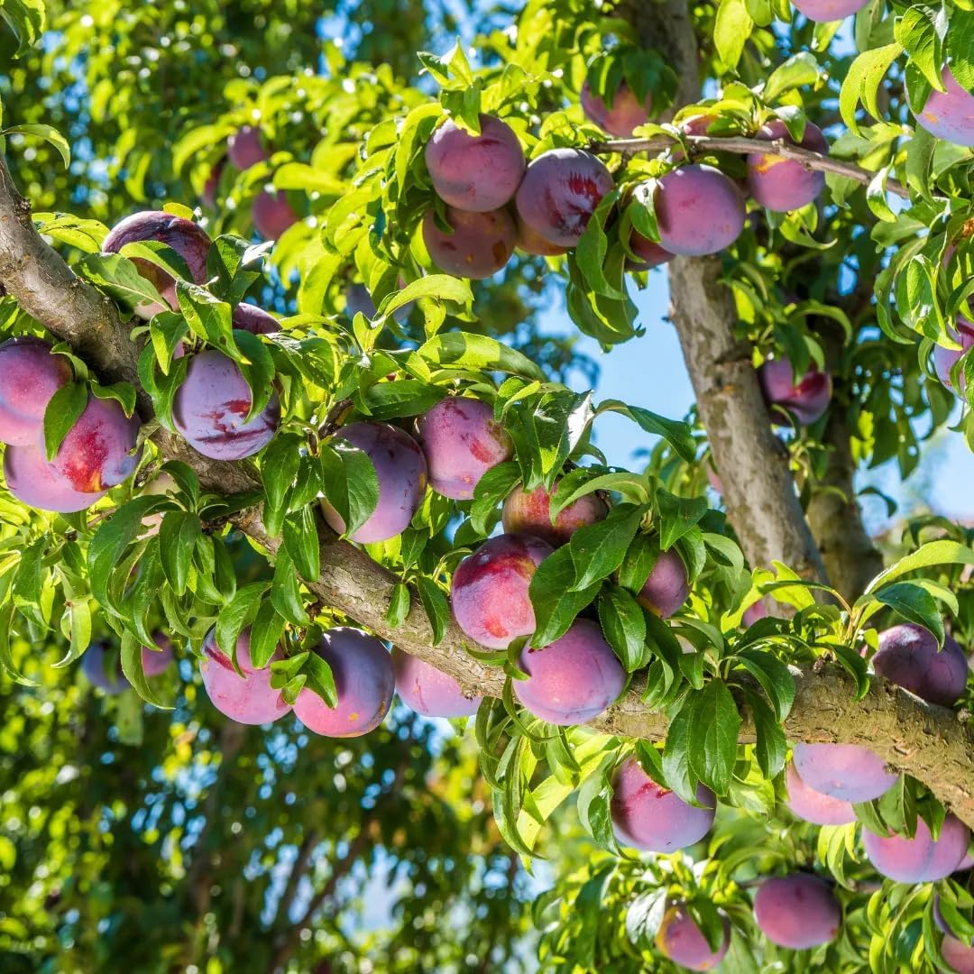 Wild Plum Tree Fruit Seeds for Planting T373