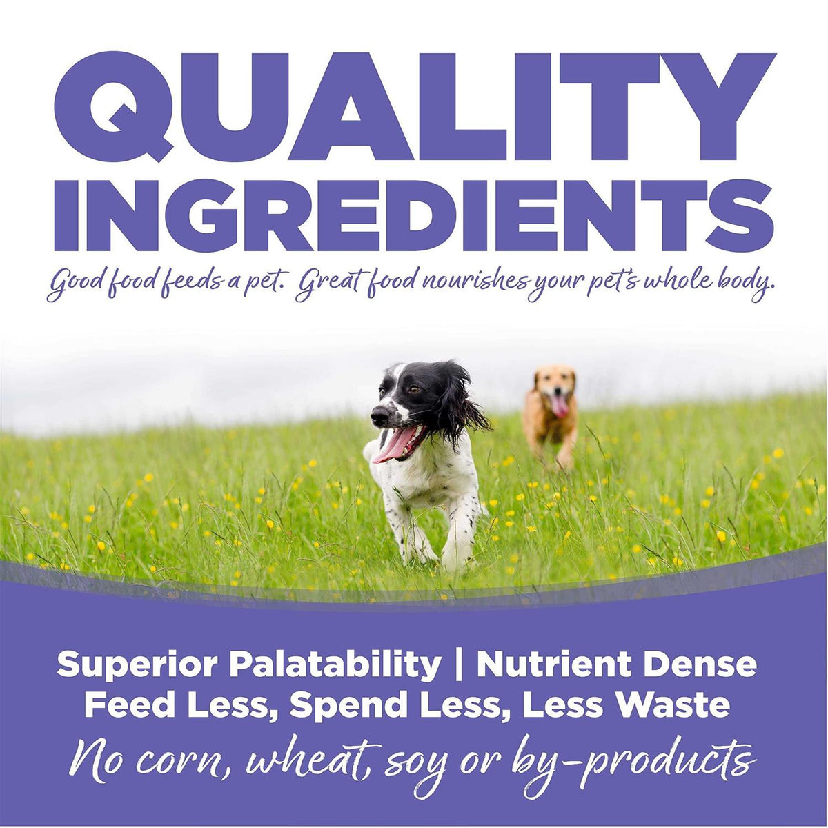 Chicken Rice Small Medium-Breed Puppy Dry Dog Food A23756