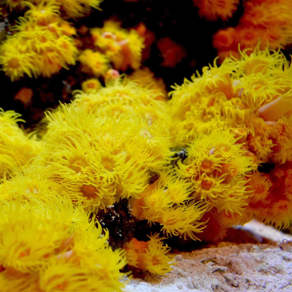 Reef Iodide Q556427